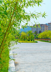 Wall Mural - Green bamboo forest background