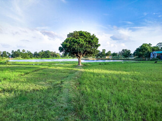 A beautiful Green tree in field.