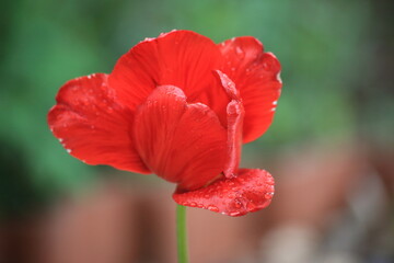 Rd tulip on the background of the garden. High quality photo