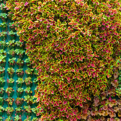Wall Mural - Flower and plant wall background