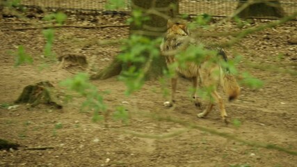 Poster - A closeup of wolves inside a cage inthe zoo in 4K