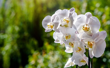 White Orchid branch on green natural background
