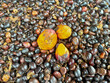 Oil palm seeds are edible oil palm seeds.The fruit produces two different oils: palm oil comes from the outside of the fruit, and palm kernel oil comes from the seeds...