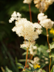 Poster - (Filipendula ulmaria)  Reine-des-prés ou Belle des près, plante sauvage, dressée, velue et feuillue à inflorescence blanc crème sur tige rougeâtre