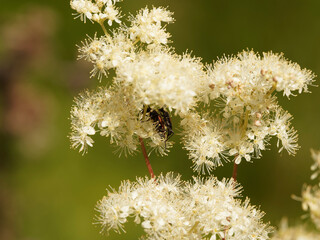 Poster - (Filipendula ulmaria) Reine-des-prés ou belle des près, plante mellifère à floraison odorante blanc crème