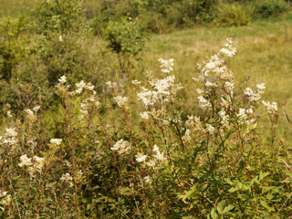 Poster - (Filipendula ulmaria) Touffes de reines-des-prés ou belles des près, plante mellifère à floraison odorante blanc crème sur tiges dressées en lisière de forêt