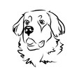vector contour bernese mointain dog head, logo purebred pet, white black dog portrait, companion and animal friendship, realistic simple face