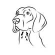  german shorthaired pointer head, logo purebred pet, white black dog portrait, vector contour companion and animal friendship, realistic simple face