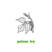 Hand Drawing Of Toxic Poisonous Plant  Poison Ivy Branch In Vintage Engraving Style