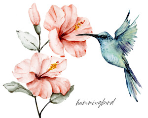 Hummingbird, watercolor illustration, tropical bird and flower isolated on white background, exotic, wild life clip art. Hand painting.