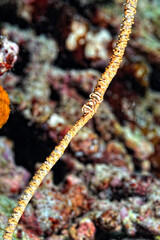 Wall Mural - A whip coral partner shrimp