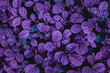 Leinwandbild Motiv closeup nature view of purple leaves background, abstract leaf texture