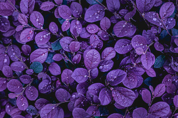 Fotobehang - closeup nature view of purple leaves background, abstract leaf texture