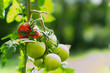 Rote reife und grüne unreife bio Tomaten am Strauch im Garten mit copy space