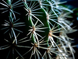 Fototapeta Dmuchawce - Thorns of The Cactus Surround The Tree