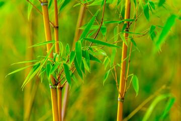 Poster - Green bamboo background