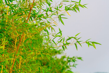 Poster - Green bamboo background