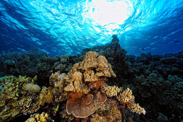 Wall Mural - A picture of the coral reef