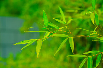 Wall Mural - Green bamboo background