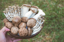 Hand Holding Cup With A Variety Of Raw Mushrooms, Grass Background