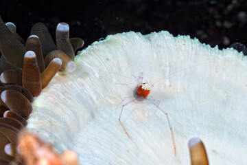 Wall Mural - A mushroom coral ghost shrimp