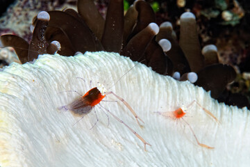 Wall Mural - A mushroom coral ghost shrimp