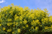 Koelreuteria Paniculata Tree
