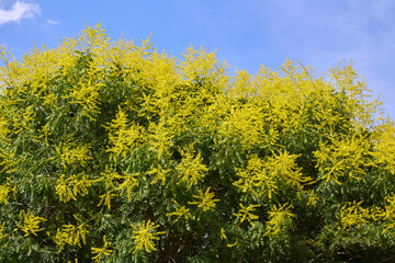 Wall Mural - Koelreuteria paniculata tree
