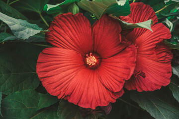 Canvas Print - Red chinese hibiscus flower in the sun