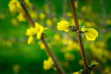 Wall Mural - Yellow forsythia flowers on a twig