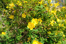 A St John's Wort Yellow Garden Flower