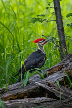 Pileated Woodpecker Standing On The Edge Of A Green Field