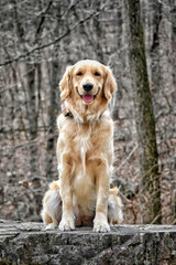 Wall Mural - Portrait of an adorable golden retriever in a forest in the daylight with a blurry background