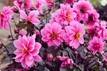 Pink Dahlia 'Dreamy Kiss'  In Flower