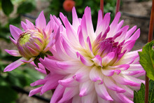 Dahlia 'Clearview Cameron' In Flower