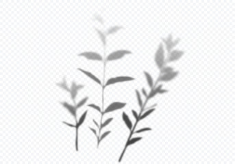 Aufkleber - Transparent Vector Shadow of Branches and Leaves. Decorative Design Elements