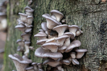 Parasitic Mushrooms Growing Against A Tree Trunk