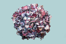 Dried Hydrangea Flower Head Isolated On A Blue Background.