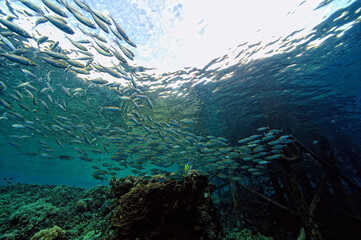 Wall Mural - A picture of some jetty fishes