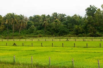 image of an open green meadow 