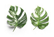 Monstera borsigiana albo variegated green white leaf isolated on white background