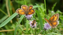 Beautiful Shot Of Two Gatekeeper Butterflies And A Bee On Purple Thistle Flowers