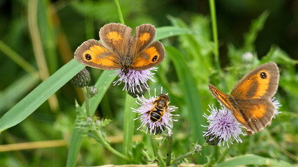 Wall Mural - Beautiful shot of two gatekeeper butterflies and a bee on purple thistle flowers