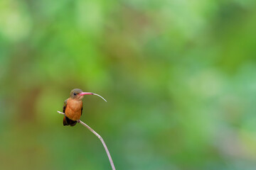 Wall Mural - cinnamon hummingbird - amazilia rutila hummingbird in trochilidae, from mexico to costa rica, natura