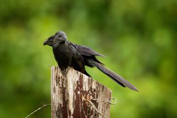 Wall Mural - groove-billed ani - crotophaga sulcirostris tropical bird in the cuckoo family, long tail and a larg
