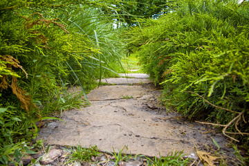 Wall Mural - rough natural stone path paved in green backyard with plants, garden overgrow walkway landscape with evergreen bush close-up, nobody.