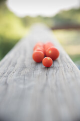 Wall Mural - Vertical view with selective focus of small, red, cherry tomatoes freshly harvested.