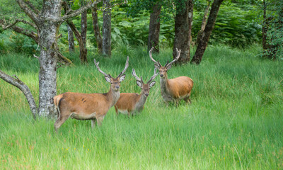 Wall Mural - monarch of the glen