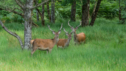 Wall Mural - monarch of the glen