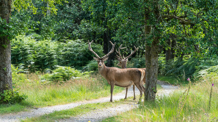 Wall Mural - Monarch of the Glen